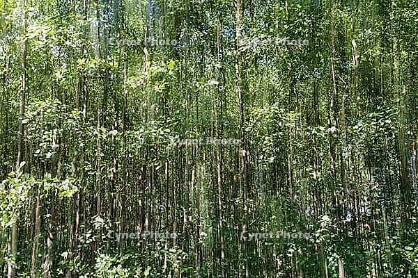 Forest with black alder (Alnus glutinosa), blurred, ICM, long exposure, Wachtendonk, Kleve district, North Rhine-Westphalia, Germany [IBR124651937]