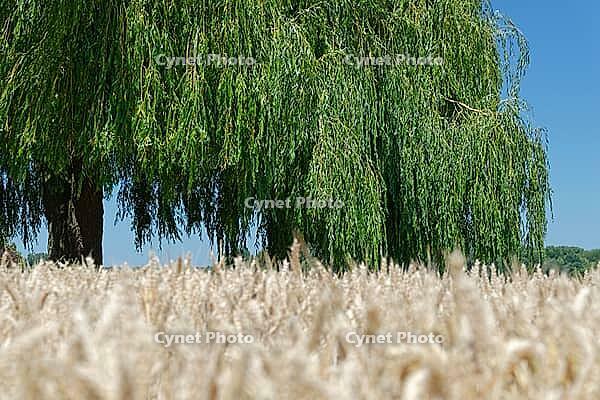 Weeping willow (Salix babylonica) in a wheat field (genus Triticum), Wachtendonk, Kleve district, North Rhine-Westphalia, Germany [IBR124651938]