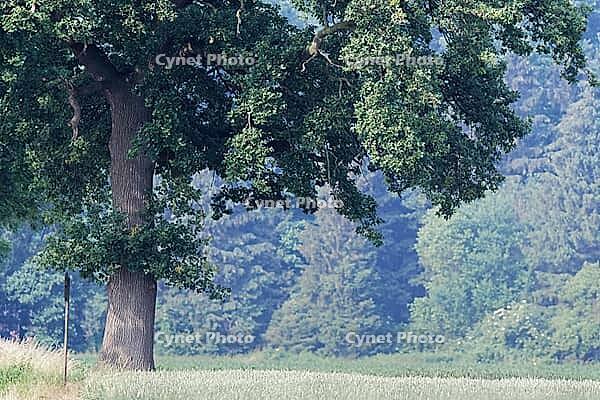English oak (Quercus robur), solitary tree, Kempen, Viersen district, North Rhine-Westphalia, Germany [IBR124651939]