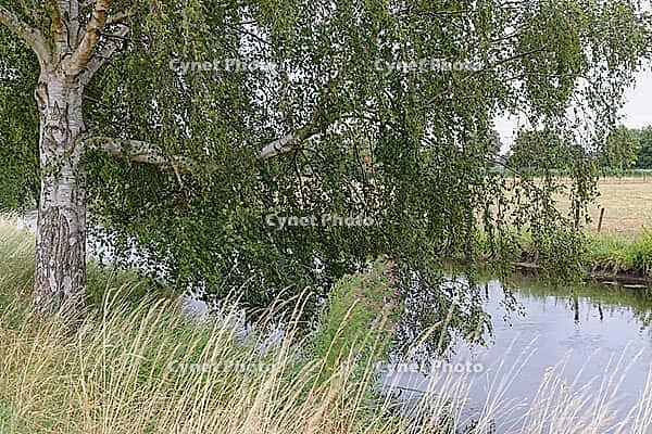 Old sand birch (Betula pendula) by a stream, Wachtendonk, Kleve district, North Rhine-Westphalia, Germany [IBR124651940]