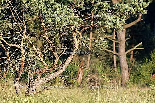 Scots pine (Pinus sylvestris), Galgenvenn, Viersen district, North Rhine-Westphalia, Germany [IBR124651941]