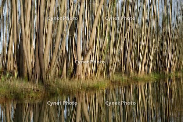 Forest with black alder (Alnus glutinosa) reflected in a stream, blurred, ICM, long exposure, Wachtendonk, Kleve district, North Rhine-Westphalia, Germany [IBR124651943]
