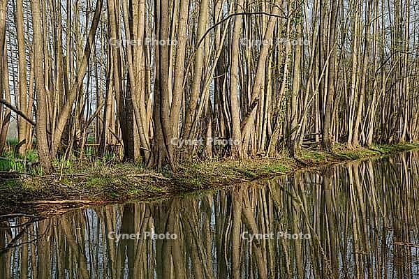 Forest with black alder (Alnus glutinosa) reflected in a stream, Wachtendonk, Kleve district, North Rhine-Westphalia, Germany [IBR124651944]
