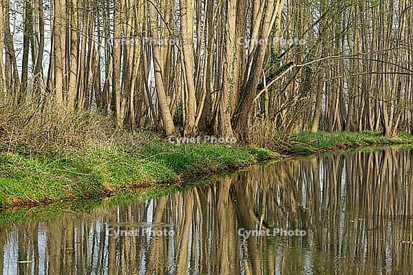 Forest with black alder (Alnus glutinosa) reflected in a stream, Wachtendonk, Kleve district, North Rhine-Westphalia, Germany [IBR124651945]