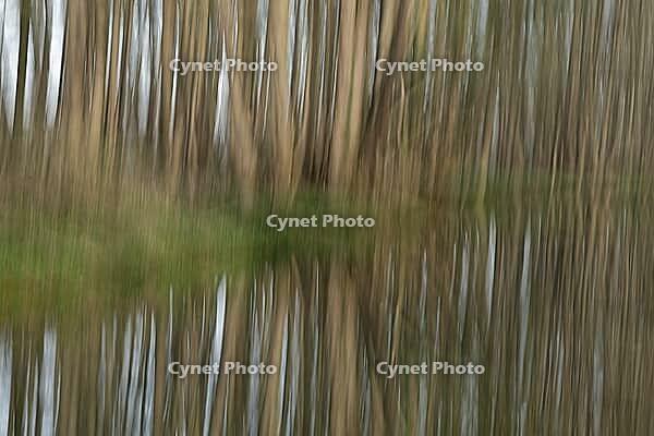 Forest with black alder (Alnus glutinosa) reflected in a stream, blurred, ICM, long exposure, Wachtendonk, Kleve district, North Rhine-Westphalia, Germany [IBR124651946]