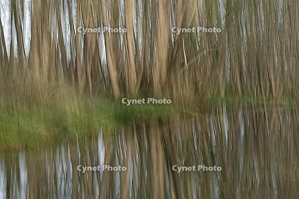 Forest with black alder (Alnus glutinosa) reflected in a stream, blurred, ICM, long exposure, Wachtendonk, Kleve district, North Rhine-Westphalia, Germany [IBR124651947]