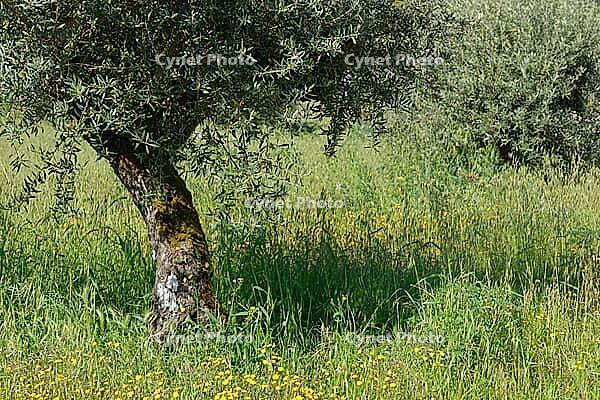 Olive tree (Olea europaea), Loureira, Leiria district, Centro region, Portugal [IBR124651948]