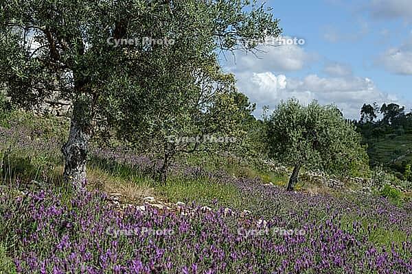 Olive trees (Olea europaea), Loureira, Leiria district, Centro region, Portugal [IBR124651949]