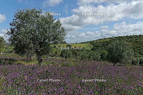 Olive trees (Olea europaea), Loureira, Leiria district, Centro region, Portugal [IBR124651950]