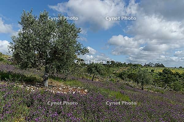 Olive tree (Olea europaea), Loureira, Leiria district, Centro region, Portugal [IBR124651951]