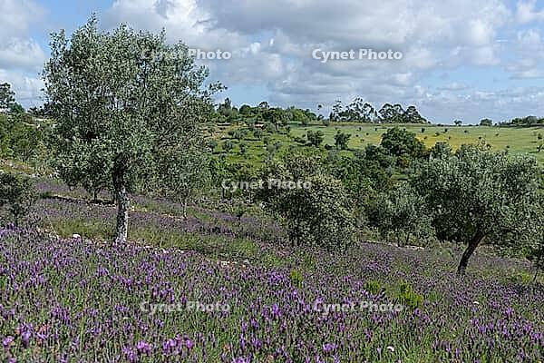 Olive trees (Olea europaea), Loureira, Leiria district, Centro region, Portugal [IBR124651952]