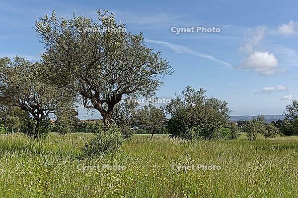 Olive trees (Olea europaea), Loureira, Leiria district, Centro region, Portugal [IBR124651953]