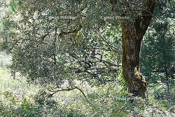 Olive tree (Olea europaea), Loureira, Leiria district, Centro region, Portugal [IBR124651954]