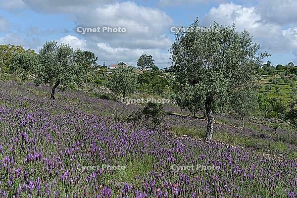 Olive trees (Olea europaea), Loureira, Leiria district, Centro region, Portugal [IBR124651955]