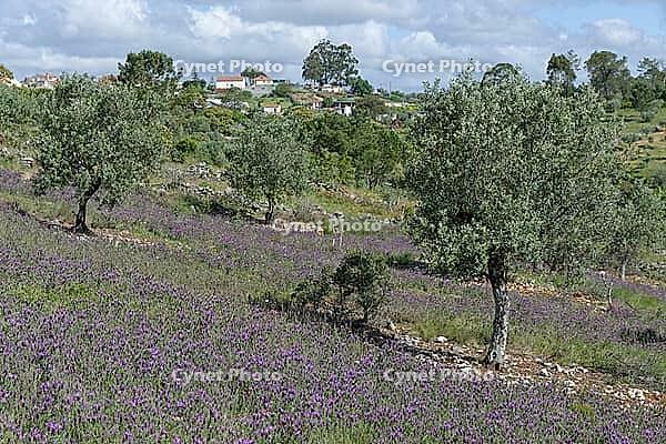 Olive trees (Olea europaea), Loureira, Leiria district, Centro region, Portugal [IBR124651956]