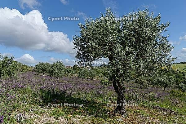 Olive tree (Olea europaea), Loureira, Leiria district, Centro region, Portugal [IBR124651957]