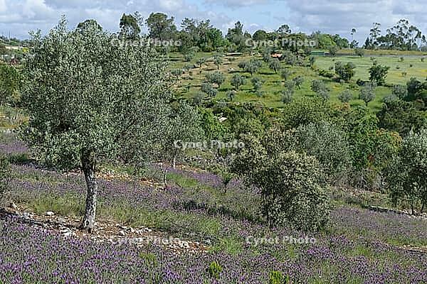 Olive tree (Olea europaea), Loureira, Leiria district, Centro region, Portugal [IBR124651958]