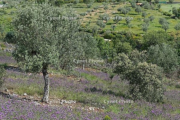 Olive tree (Olea europaea), Loureira, Leiria district, Centro region, Portugal [IBR124651959]