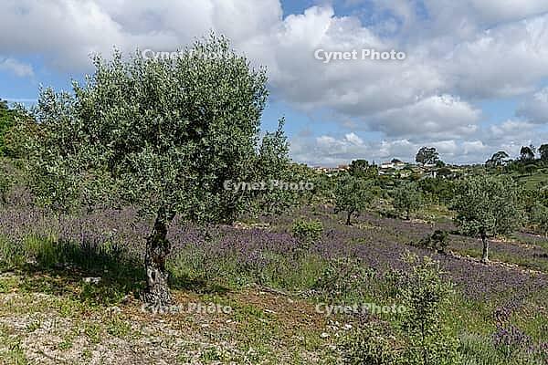 Olive tree (Olea europaea), Loureira, Leiria district, Centro region, Portugal [IBR124651960]