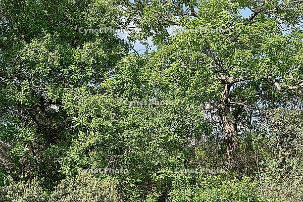 Holm oak (Quercus ilex), Loureira, Leiria district, Centro region, Portugal [IBR124651961]
