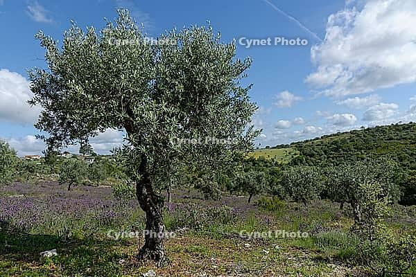 Olive tree (Olea europaea), Loureira, Leiria district, Centro region, Portugal [IBR124651962]