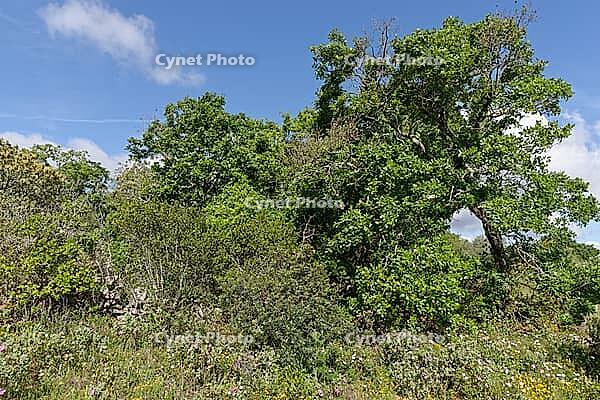 Holm oak (Quercus ilex), Loureira, Leiria district, Centro region, Portugal [IBR124651963]