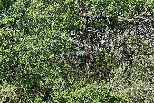 Holm oak (Quercus ilex), Loureira, Leiria district, Centro region, Portugal [IBR124651964]
