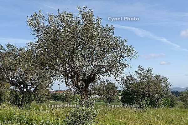 Olive trees (Olea europaea), Loureira, Leiria district, Centro region, Portugal [IBR124651965]