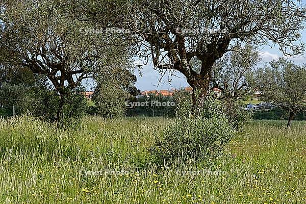 Olive trees (Olea europaea), Loureira, Leiria district, Centro region, Portugal [IBR124651966]