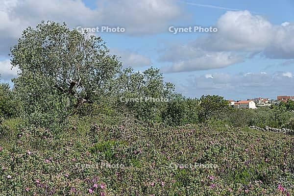 Olive tree (Olea europaea), Loureira, Leiria district, Centro region, Portugal [IBR124651967]