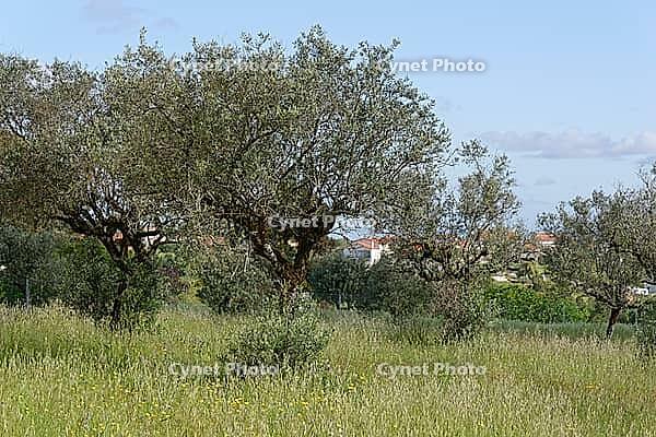 Olive trees (Olea europaea), Loureira, Leiria district, Centro region, Portugal [IBR124651968]