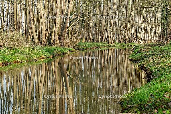 Forest with black alder (Alnus glutinosa) reflected in a stream, Wachtendonk, Kleve district, North Rhine-Westphalia, Germany [IBR124651969]