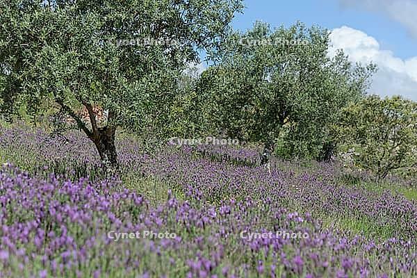 Olive trees (Olea europaea), Loureira, Leiria district, Centro region, Portugal [IBR124651970]