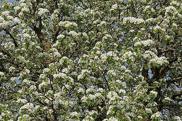 Pear tree (Pyrus) in blossom, Kempen, Viersen district, North Rhine-Westphalia, Germany [IBR124651971]