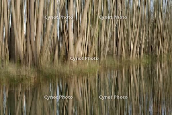 Forest with black alder (Alnus glutinosa) reflected in a stream, blurred, ICM, long exposure, Wachtendonk, Kleve district, North Rhine-Westphalia, Germany [IBR124651972]