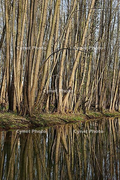 Forest with black alder (Alnus glutinosa) reflected in a stream, Wachtendonk, Kleve district, North Rhine-Westphalia, Germany [IBR124651973]