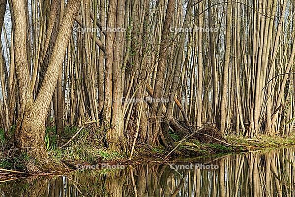 Forest with black alder (Alnus glutinosa) reflected in a stream, Wachtendonk, Kleve district, North Rhine-Westphalia, Germany [IBR124651974]