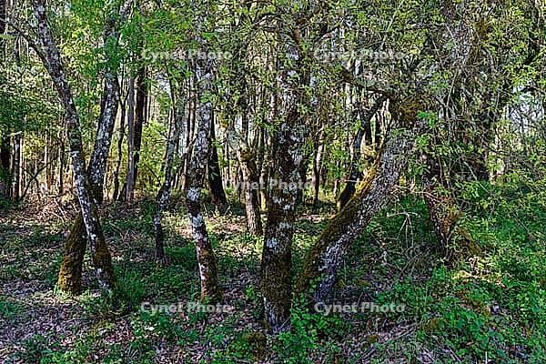 Holm oak (Quercus ilex), Loureira, Leiria district, Centro region, Portugal [IBR124651975]