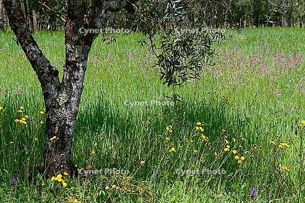 Olive tree (Olea europaea), Loureira, Leiria district, Centro region, Portugal [IBR124651976]