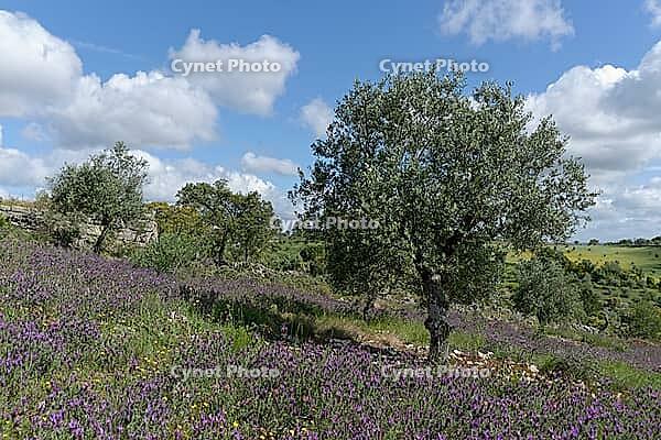 Olive trees (Olea europaea), Loureira, Leiria district, Centro region, Portugal [IBR124651977]