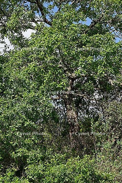 Holm oak (Quercus ilex), Loureira, Leiria district, Centro region, Portugal [IBR124651979]