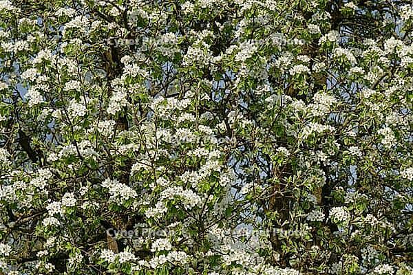 Pear tree (Pyrus) in blossom, Kempen, Viersen district, North Rhine-Westphalia, Germany [IBR124651980]