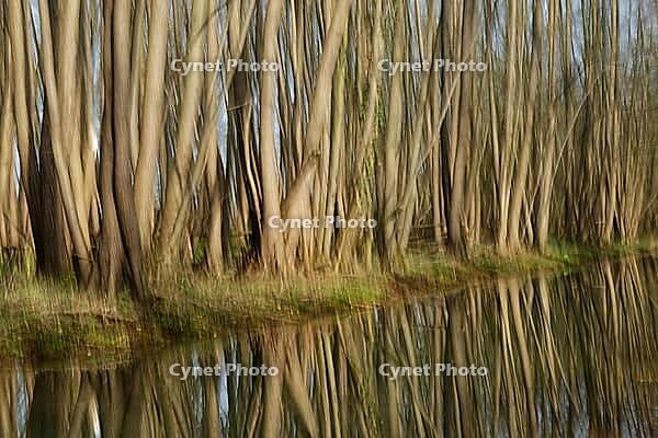 Forest with black alder (Alnus glutinosa) reflected in a stream, blurred, ICM, long exposure, Wachtendonk, Kleve district, North Rhine-Westphalia, Germany [IBR124651981]