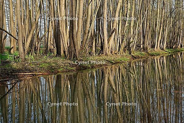Forest with black alder (Alnus glutinosa) reflected in a stream, Wachtendonk, Kleve district, North Rhine-Westphalia, Germany [IBR124651982]
