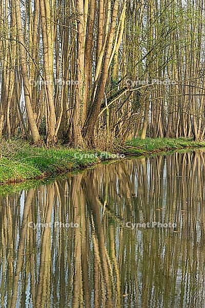 Forest with black alder (Alnus glutinosa) reflected in a stream, Wachtendonk, Kleve district, North Rhine-Westphalia, Germany [IBR124651983]