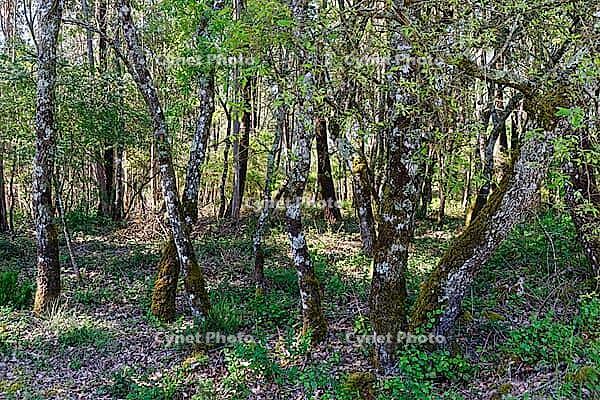 Holm oak (Quercus ilex), Loureira, Leiria district, Centro region, Portugal [IBR124651984]