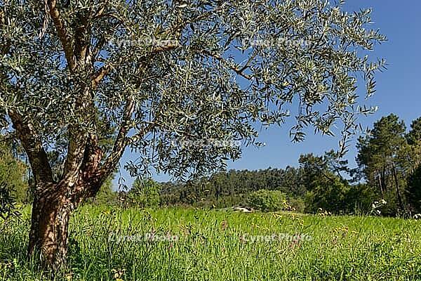Olive tree (Olea europaea), Loureira, Leiria district, Centro region, Portugal [IBR124651985]