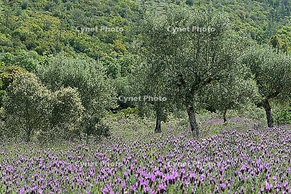 Olive trees (Olea europaea), Loureira, Leiria district, Centro region, Portugal [IBR124651986]