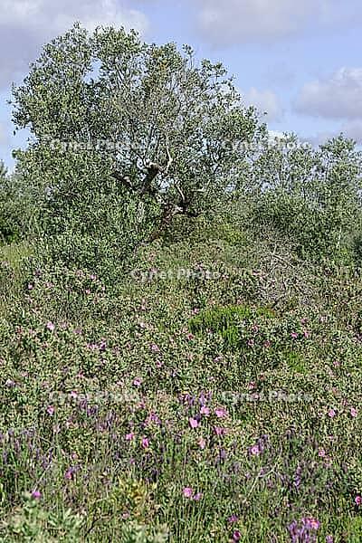 Olive tree (Olea europaea), Loureira, Leiria district, Centro region, Portugal [IBR124651987]