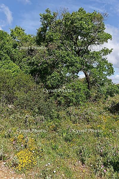 Holm oak (Quercus ilex), Loureira, Leiria district, Centro region, Portugal [IBR124651988]